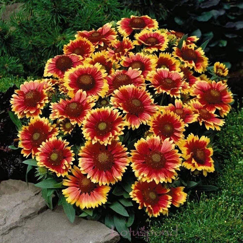 Blanket Flower Seeds Pack - Gaillardia aristata - Colorful Perennial Wildflower - Non-GMO, Heirloom, Attracts Pollinators