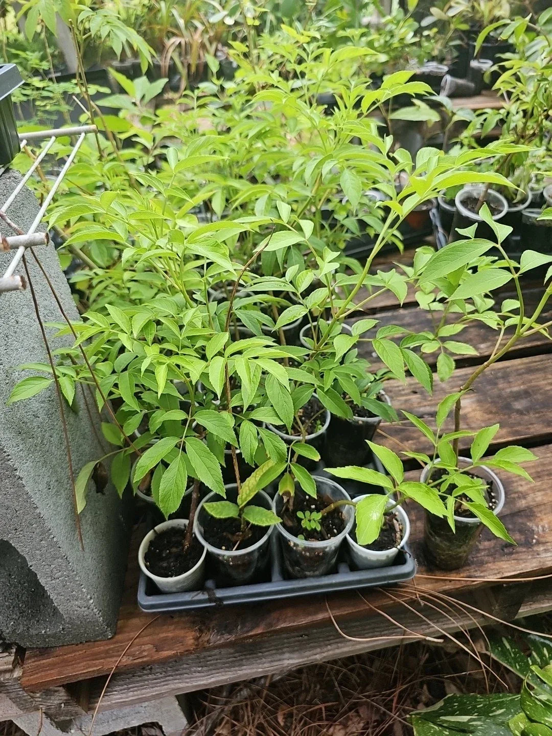 American Elderberry Tree Live Plant - Fully Rooted Sambucus canadensis for Edible Landscaping & Wildlife Gardens