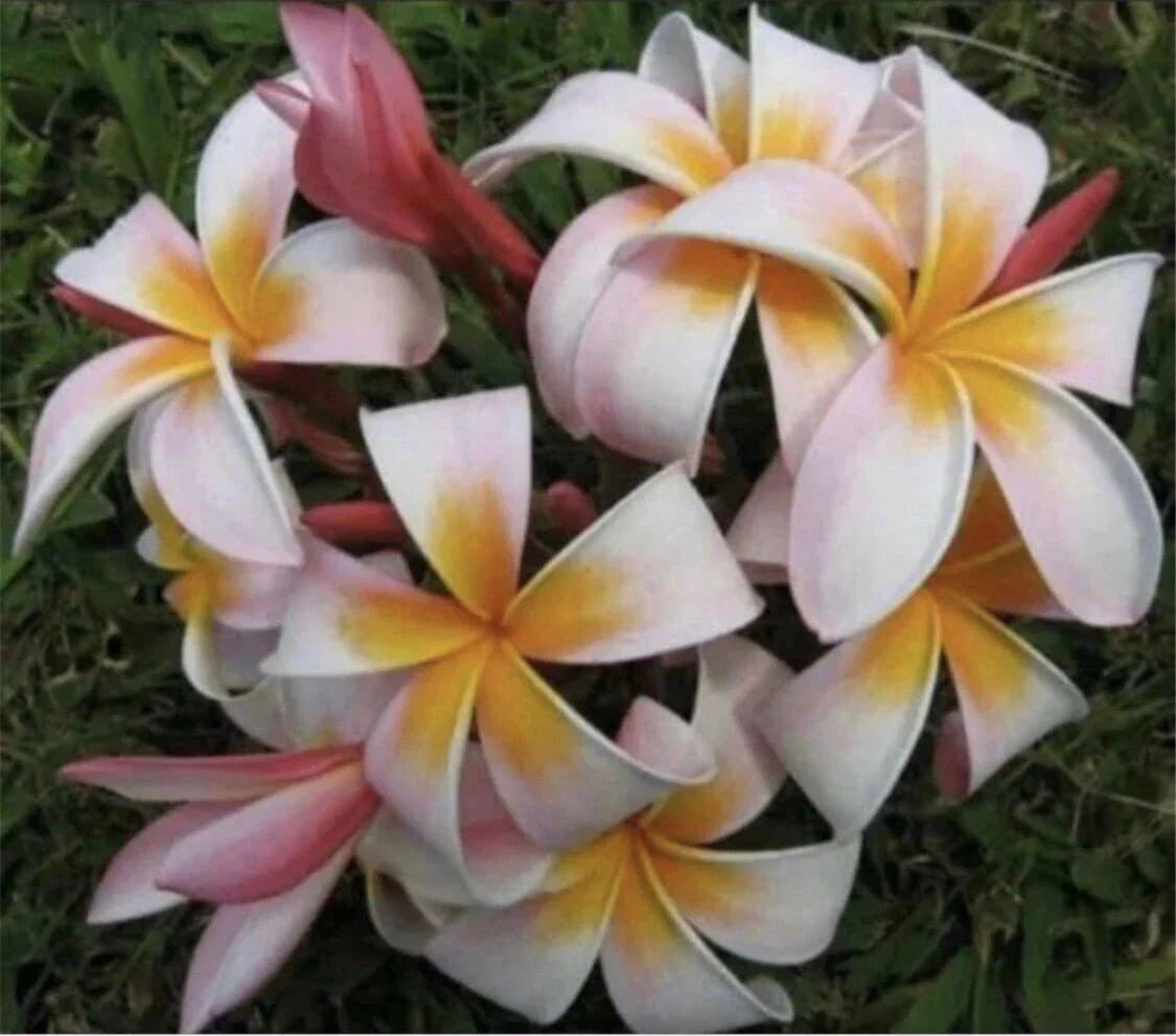 Rooted Plumeria Plant Cutting - Stargazer Variety, 12 Inches, Fragrant Tropical Flower, Plumeria spp.