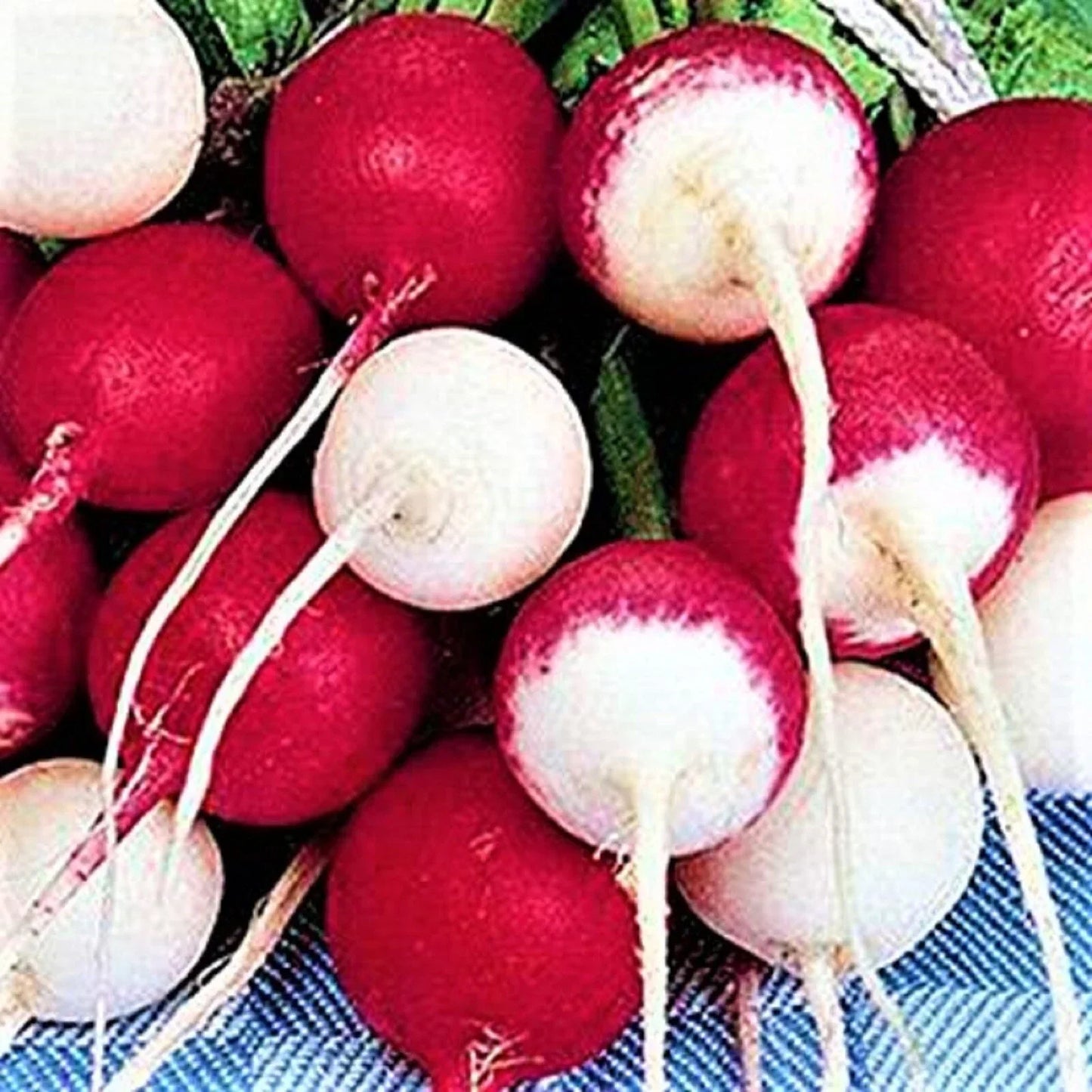 Confetti Mix Radish Seeds 200+ Non-GMO Colorful Raphanus sativus for Home Garden, Salad, Container Gardening