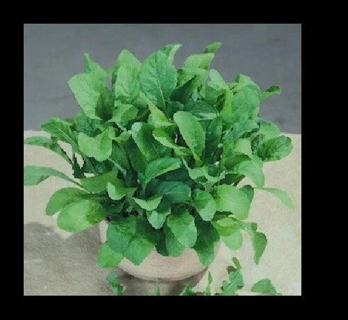 Arugula Seeds 5000 Heirloom ASTRO 300 Nutty Flavor for Salads Eruca sativa Annual Garden Greens