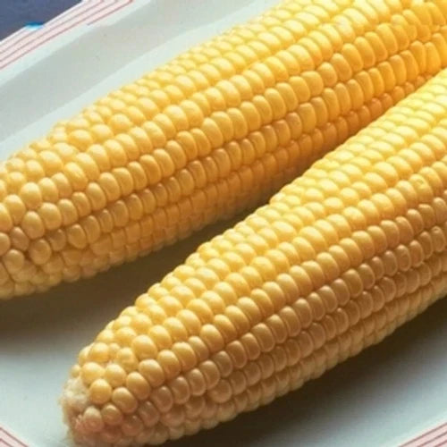 Sweet Corn Seeds - High-Yield Zea mays Non-GMO Pack of 100 for Home Gardening