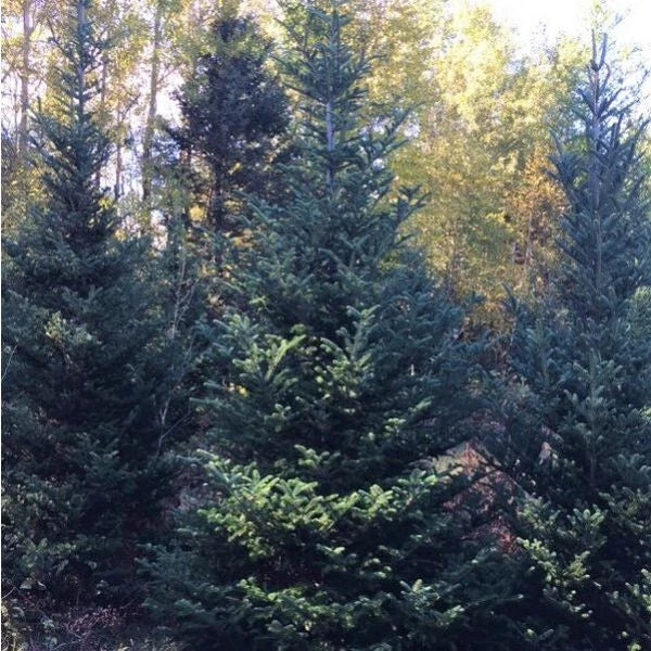 Fraser Fir Bare Root Tree Seedlings for Christmas Landscape, Abies fraseri, Conical Shape, Holiday Foliage