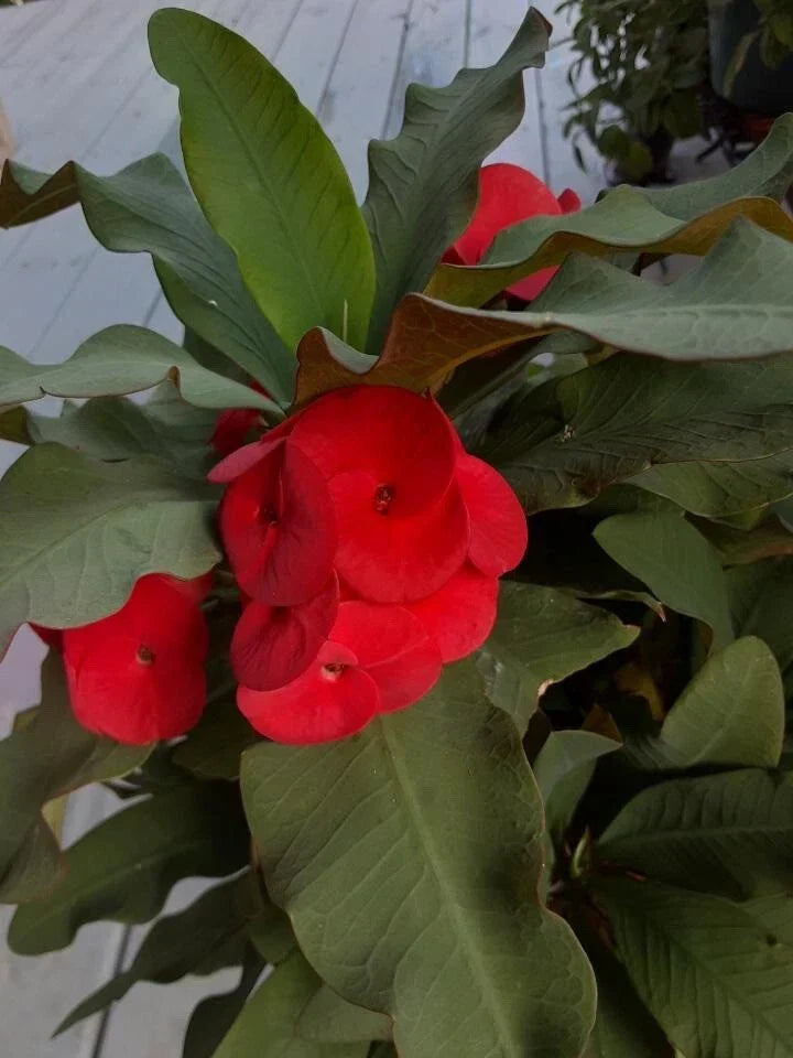Red Crown of Thorns Cutting - Euphorbia milii - Drought-Tolerant, Bright Red Flowers, Indoor & Outdoor Garden Plant