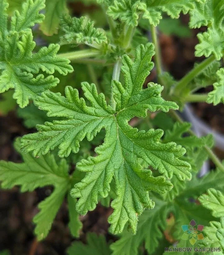 Citrosa Geranium Seeds – 25+ Mosquito Repellent Pelargonium 'Citrosum' for Garden & Pots