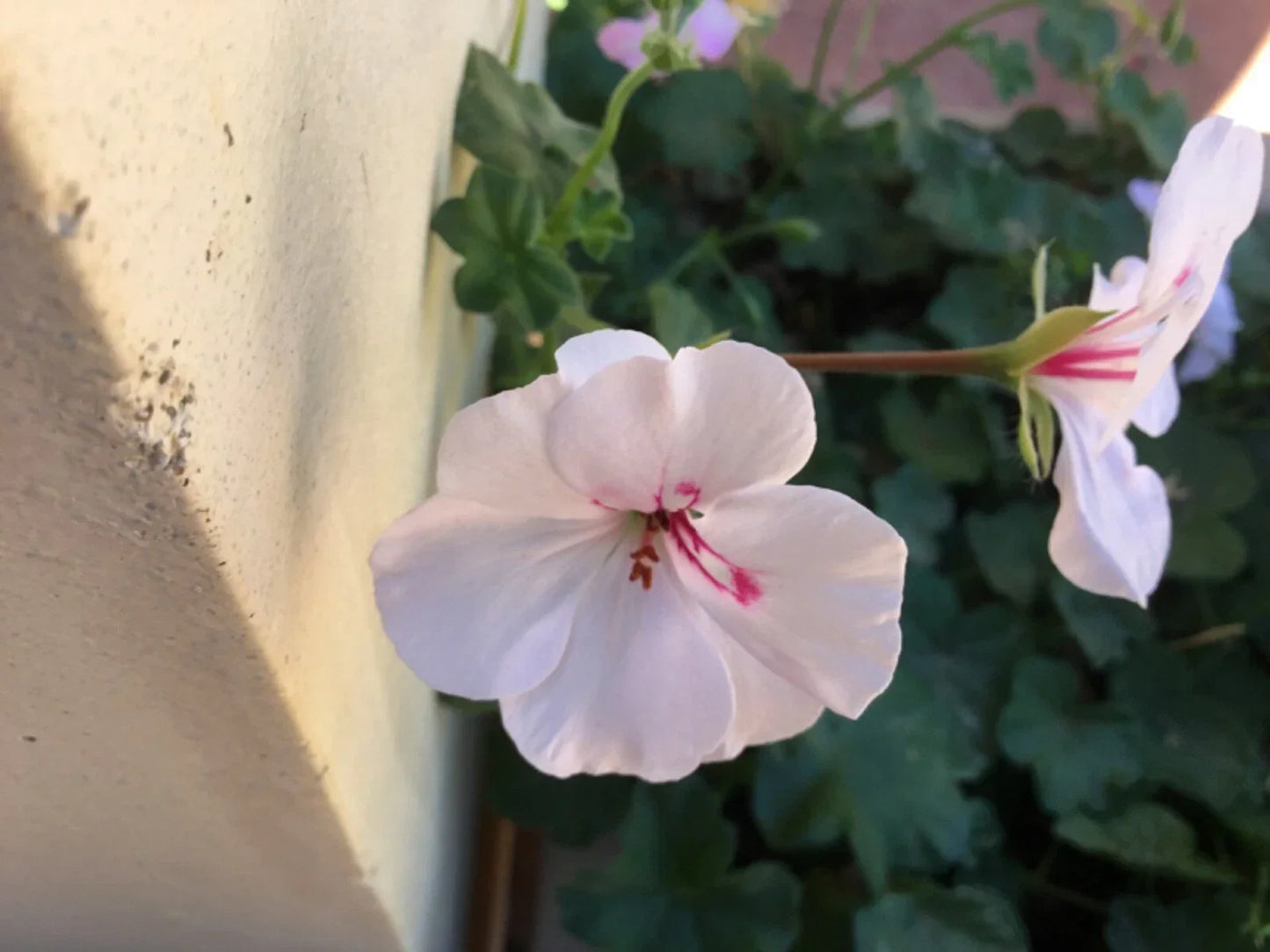 Ivy Geranium Cuttings 8 Pack Soft Pink Pelargonium peltatum for Rooting, Trailing Flowering Plant, Hanging Basket, Garden