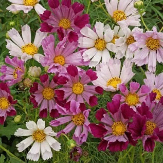 Cosmos Seeds - Seashells Variety - Cosmos bipinnatus - 30 Fresh Flower Seeds for Garden, Borders, Containers