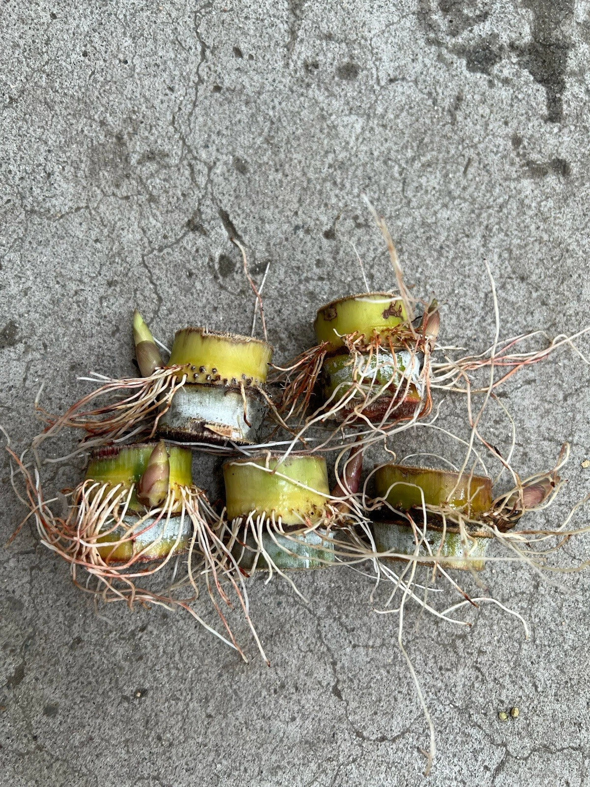 Sugarcane Cuttings 5pcs Saccharum officinarum Ready to Plant for Juicing & Home Garden