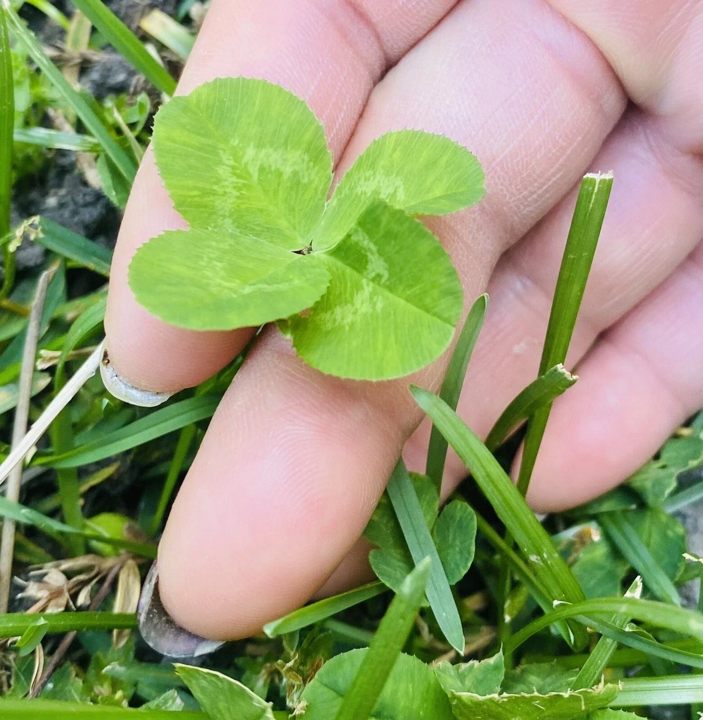 Rare 4 Leaf Clover Plant - Handpicked Lucky Gift - Trifolium repens - Unique Four-Leaf Clover for Good Fortune