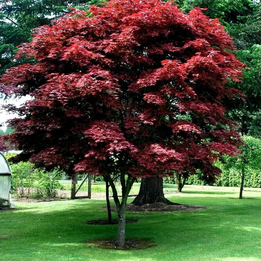 Red Japanese Maple Tree Seeds - Bloodgood Variety - Acer palmatum 'Bloodgood' - Vibrant Foliage for Bonsai & Garden