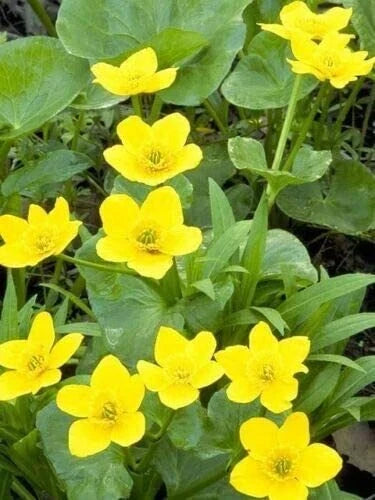 Yellow Swamp Marigold Seeds 100 Count - Bright Yellow Flowers - Bidens Aristosa Mutica Fl - Ideal for Planting