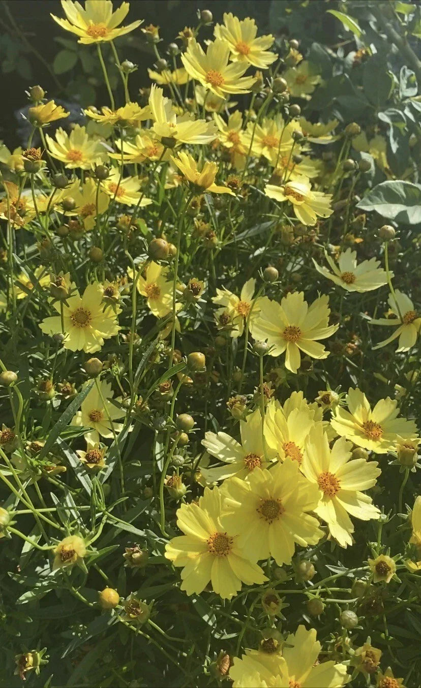 Live Big Bang™ Full Moon Yellow Blossom Plant, 3-Year-Old Hibiscus rosa-sinensis, Long Blooming Perennial for Gardens & Containers