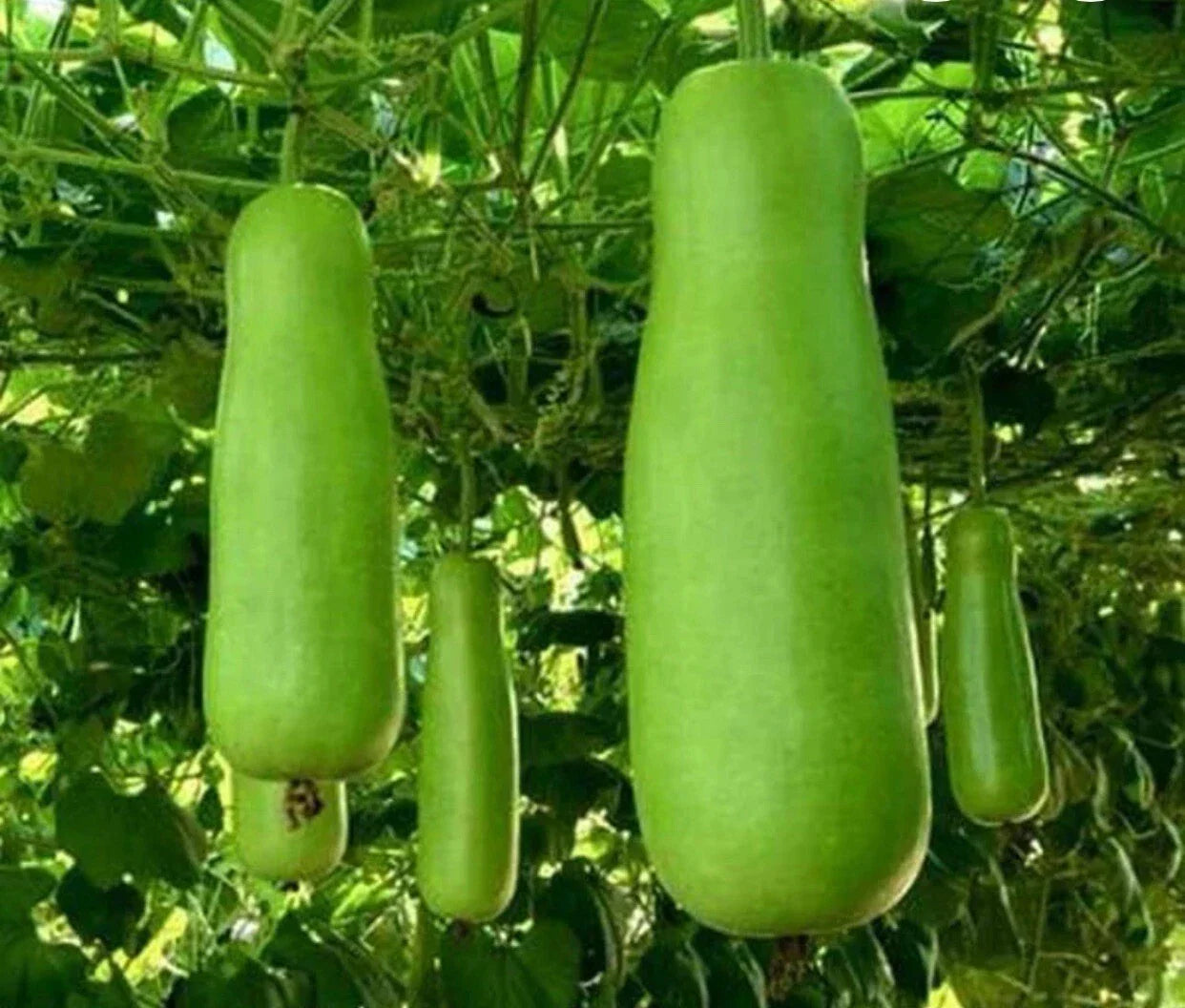 Bottle Gourd Seeds - Heirloom Upo Calabash, Cucurbita Maxima, Vining Vegetable, 15+ Seeds for Gardening, Nutritious, Easy to Grow