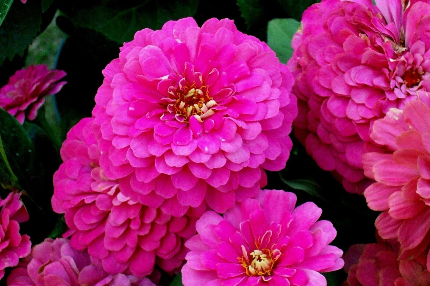 Zinnia Seeds Bulk Pack - Rose Flowering Annual for Cutting Gardens - Zinnia elegans - Easy to Grow, Vibrant Blooms