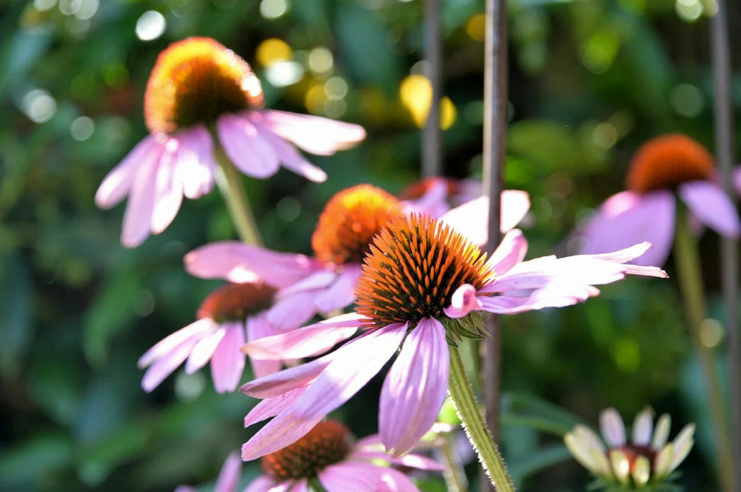 Echinacea Purpurea Seeds - 400+ Purple Coneflower Perennial Flower Seeds for Garden, Pollinator Attractant, Medicinal Herb