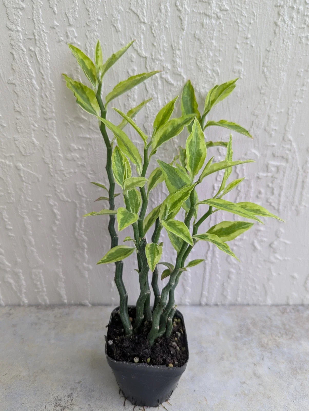 Variegated Devil's Backbone Plant 2.5" Pot - Euphorbia tithymaloides - Unique Succulent with Variegated Leaves, Easy Care, Pet-Friendly