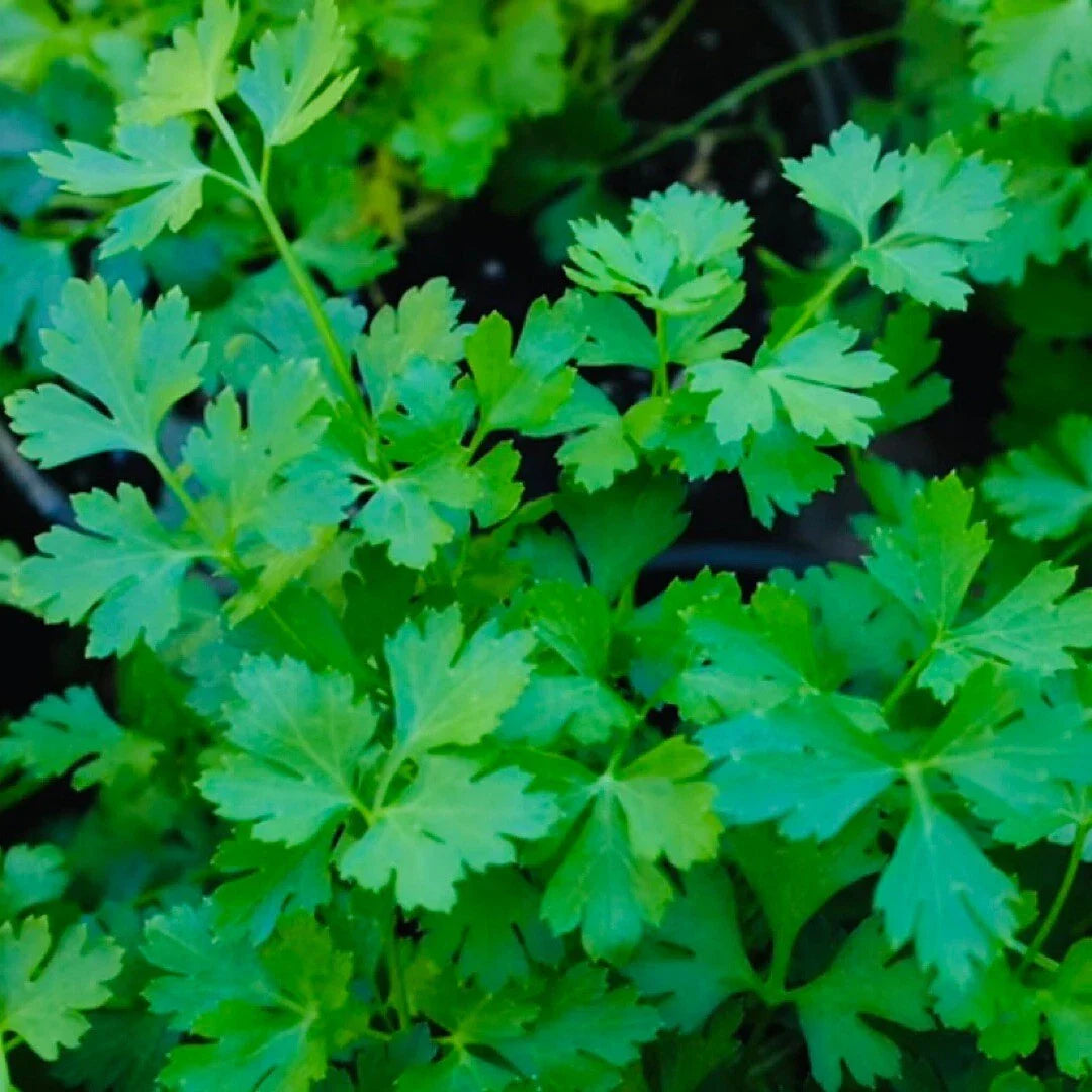 Plain Single Parsley Seeds - 500+ Non-GMO Culinary Herb Seeds for Gardening - Petroselinum crispum