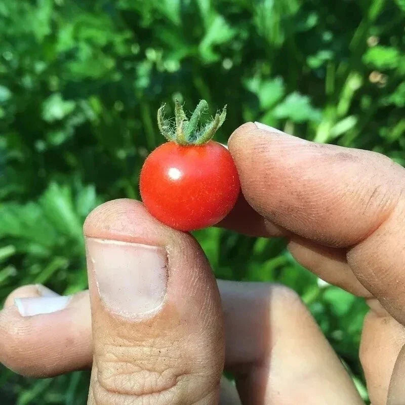 Red Currant Tomato Seeds - Heirloom Organic Non-GMO, Solanum lycopersicum, Small Vibrant Red Tomatoes for Container Gardening