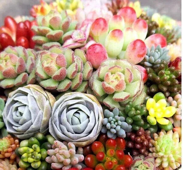 Mixed Succulent Plant Seeds 100pcs Lithops spp. for Indoor & Outdoor Gardening, Drought-Tolerant, Easy Care, Living Stones Seeds