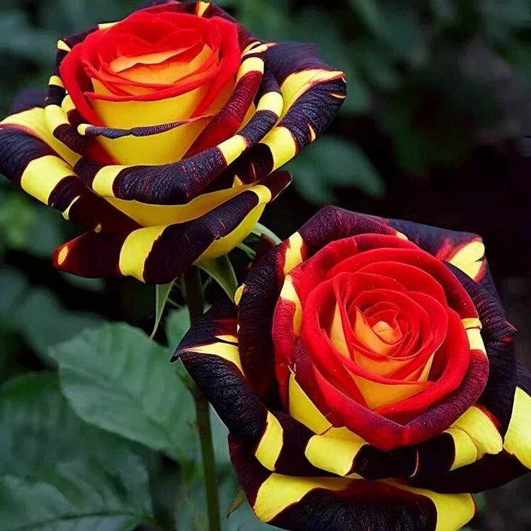 Rare Rose Firebird Seeds - 20 Premium Vibrant Red & Orange Blooms Rosa spp. Perennial Garden Plant