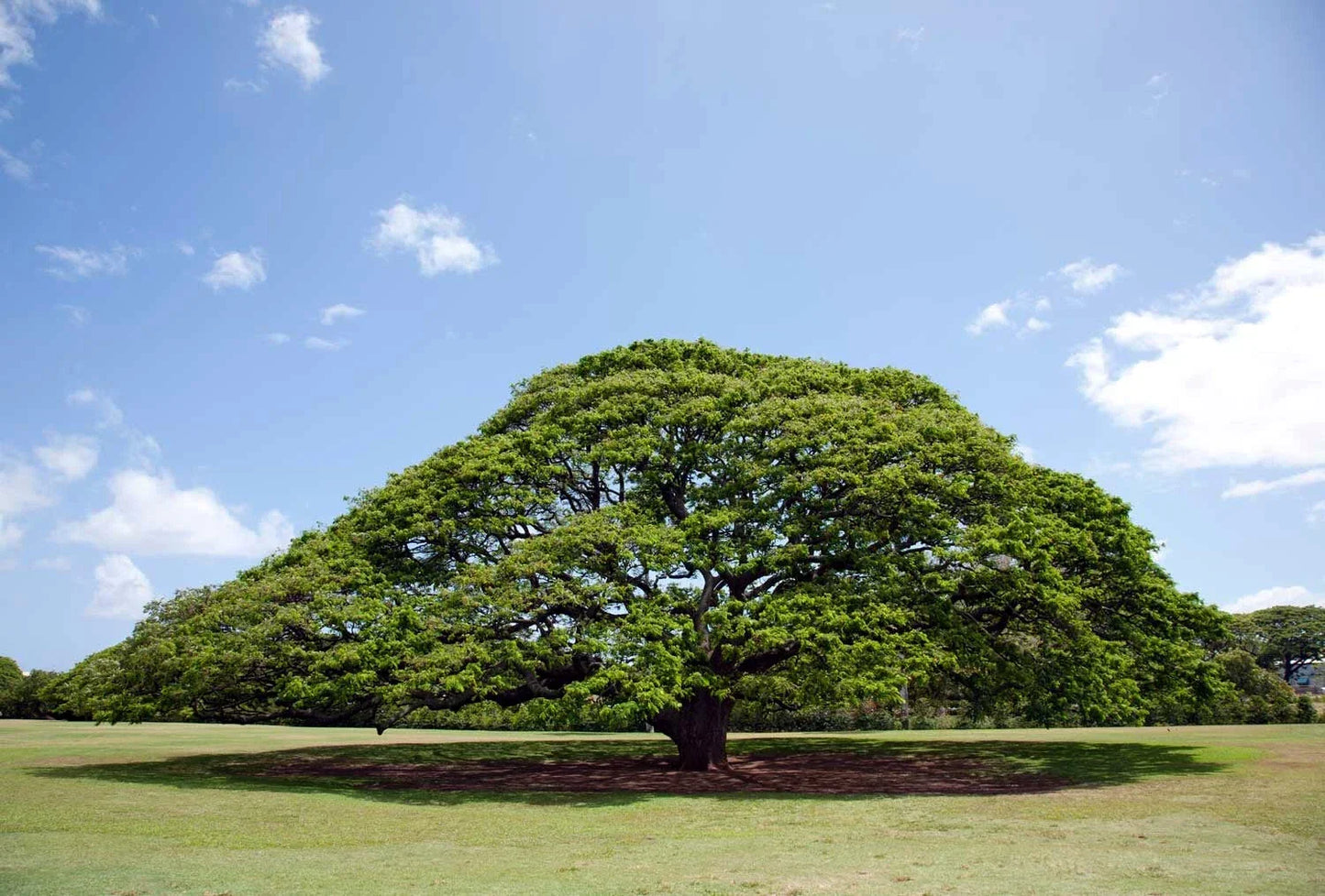 Rain Tree Seeds, Tropical Albizia saman, Monkey Pod Seeds, Rare Gardening Seeds, Shade Tree, Fast-Growing Tropical Tree