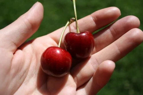 Stella Cherry Seeds - 10+ Pack for Garden Planting - Prunus avium 'Stella' - Fruit Tree, Juicy Cherries, Home Garden