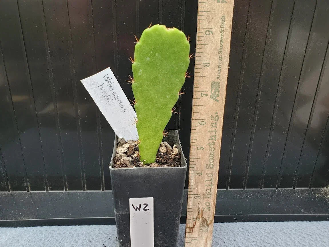 Weberocereus bradei Cactus - Rare Succulent Plant - Unique Trailing Growth - W2 Collection