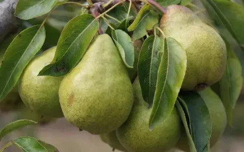 Packham's Triumph Pear Seeds - 25+ Pyrus communis Fruit Tree Seeds for Garden Planting, Juicy Pears, Easy to Grow