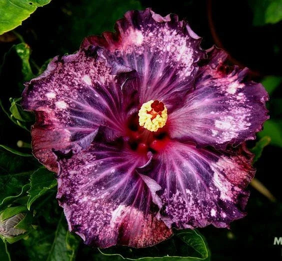 Dark Purple Pink Hibiscus Seeds - Perennial Flower Seeds Hibiscus rosa-sinensis for Borders & Containers