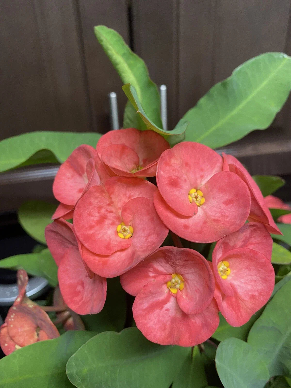 Coral Pink Crown of Thorns Cutting – Large Bloom Euphorbia milii Succulent Plant for Indoor Garden