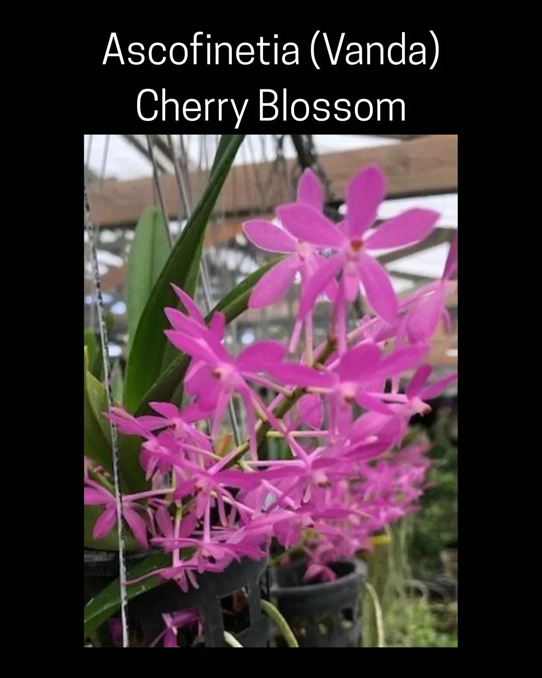 Ascofinetia Cherry Blossom Orchid 3-Inch Pot Fragrant Vanda Orchid (Vanda spp.)