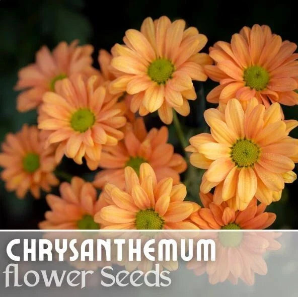 Guava Frost Mum Seeds - 200+ Chrysanthemum morifolium Annual Flower Seeds for Colorful Garden Blooms