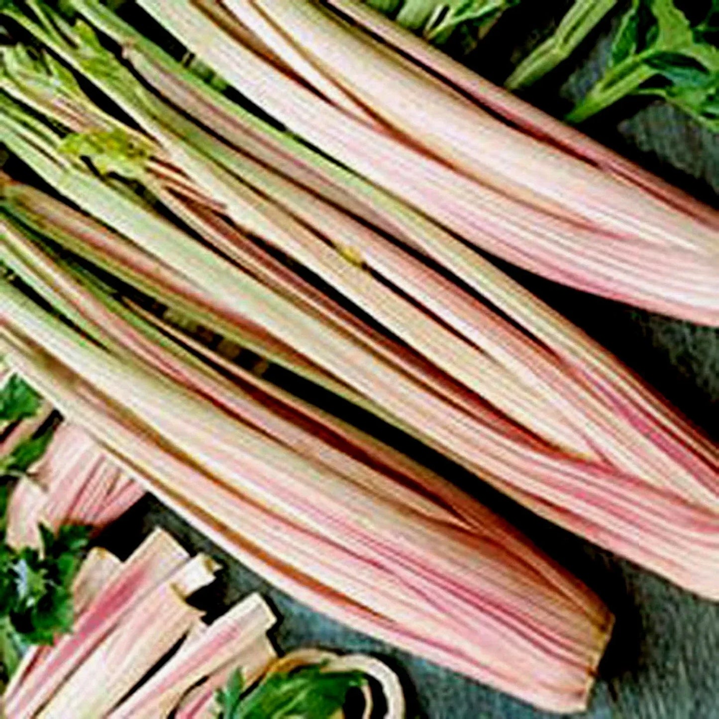Peppermint Stick Celery Seeds - 25 Non-GMO Apium graveolens, Colorful Pink & Green Stems, Easy to Grow for Salads & Cooking