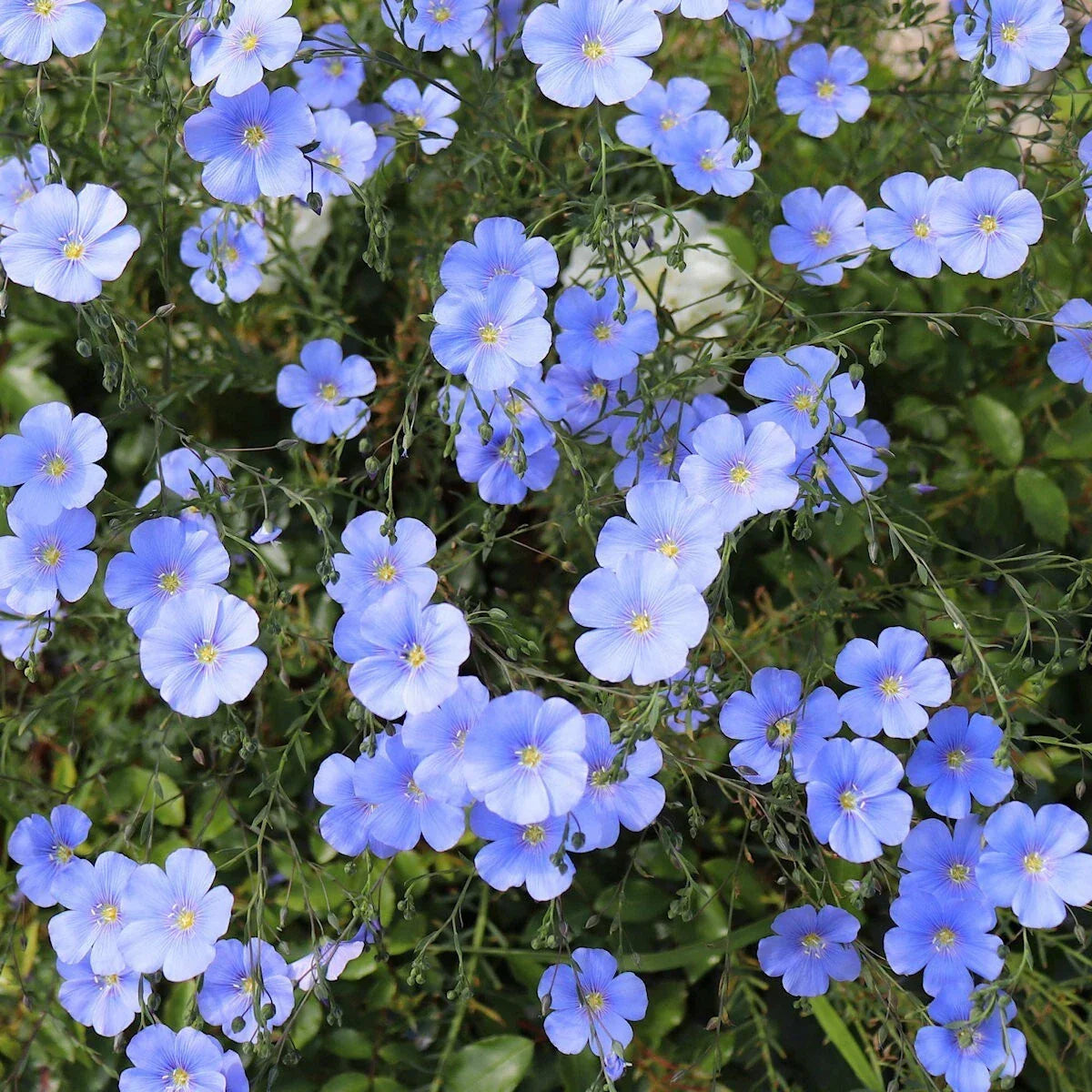 Blue Flax Wildflower Seeds 1/4 Lb Mylar Packet – Linum lewisii – Native Pollinator Attracting Garden Seeds