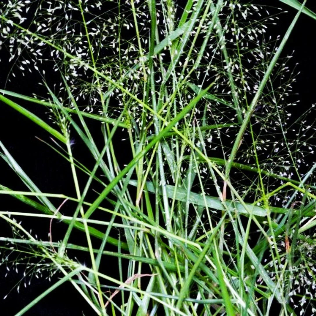 Feather Lovegrass Seeds - Eragrostis spectabilis Perennial Grass for Gardens, Meadows & Borders, 2025 Planting