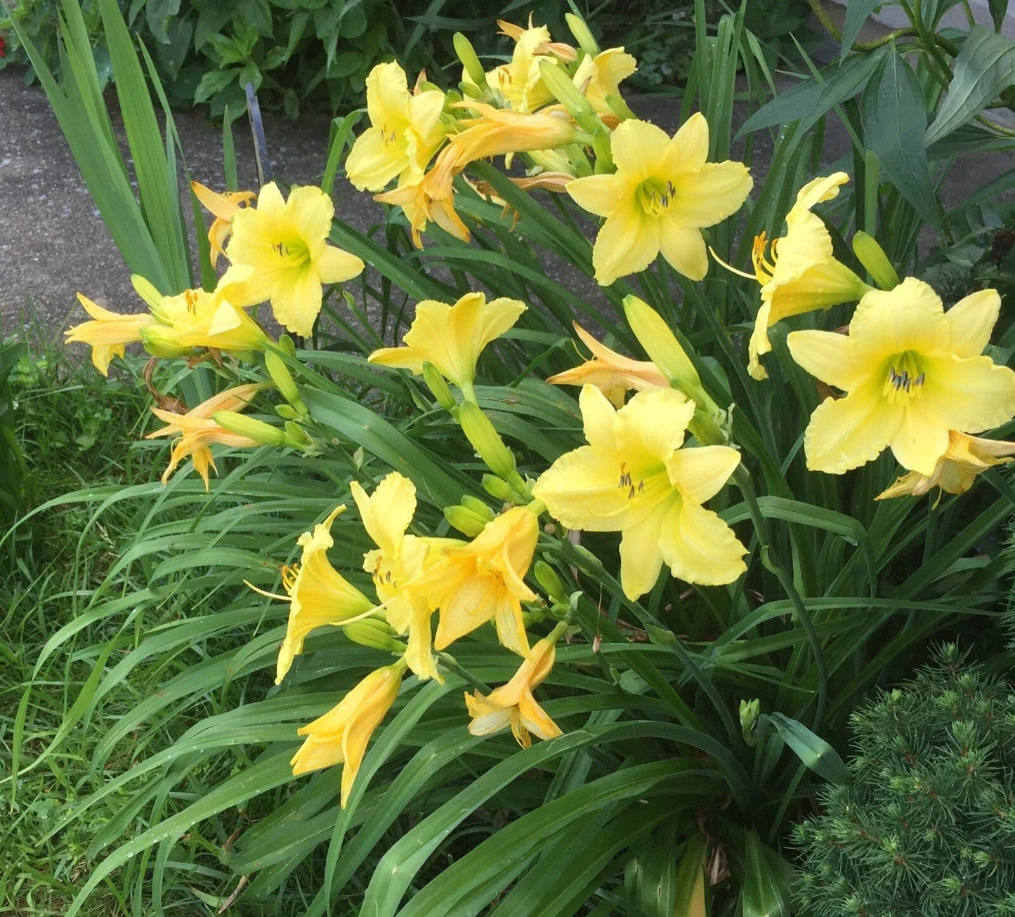 Daylily Root - Easy-to-Grow Perennial Hemerocallis Varieties for Garden, Low Maintenance, Vibrant Color