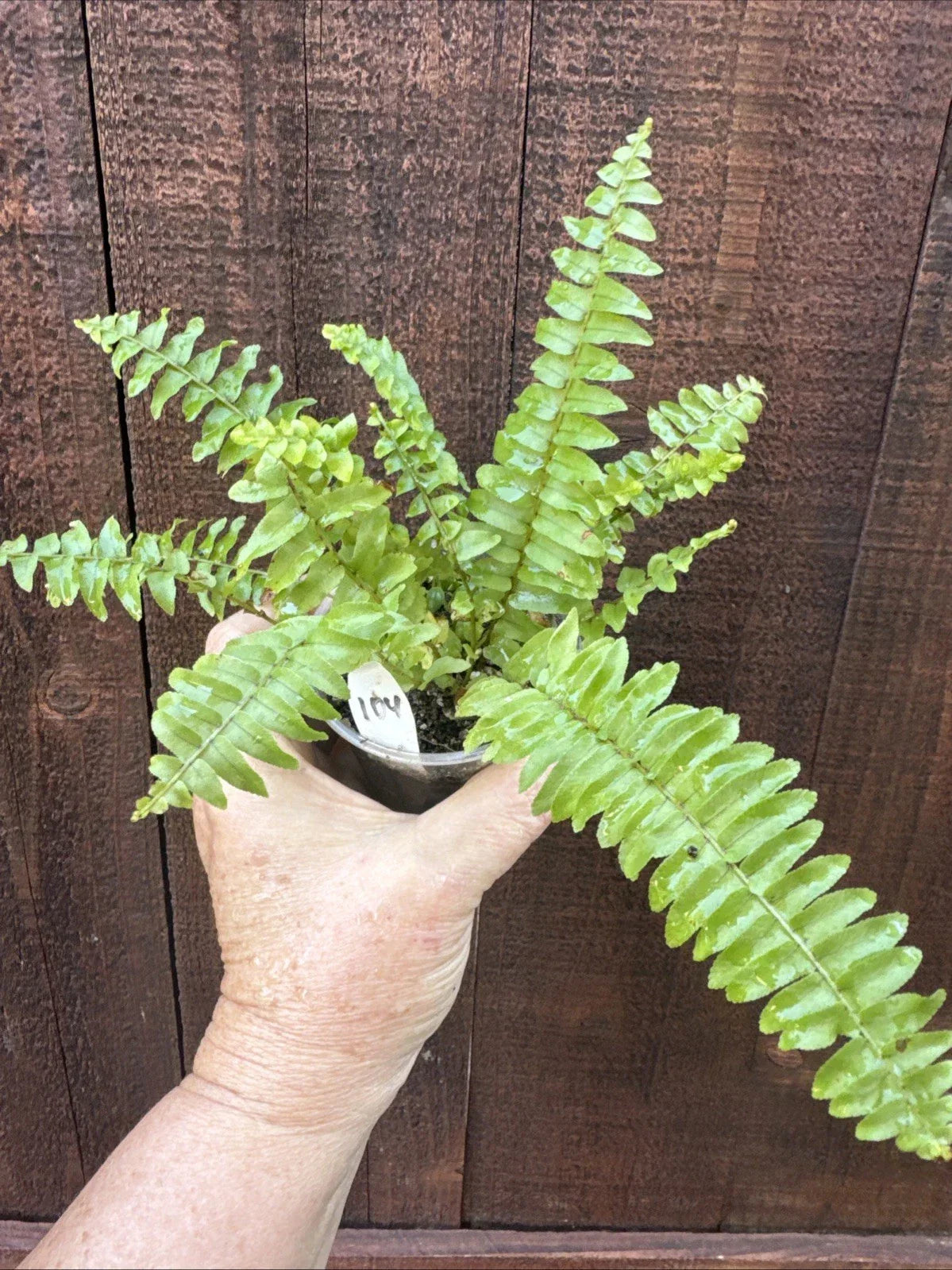 Boston Sword Fern Live Plant Bare Root – Nephrolepis exaltata, Lush Green Foliage, Indoor & Outdoor, Easy Care, Air-Purifying