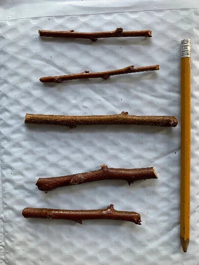 5 Emerald Pluot Scions β Unrooted 3β6" Grafting Cuttings β Plum x Apricot Hybrid β Rare Fruit Tree Variety for Grafting