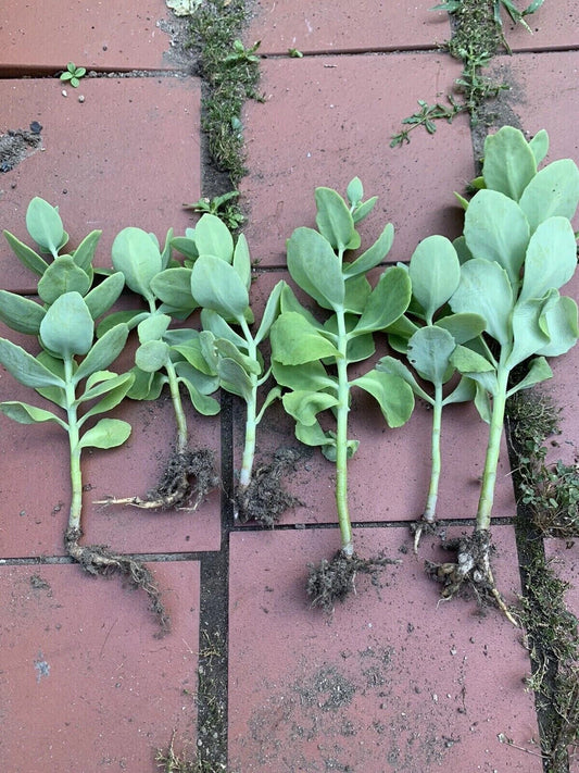 1 Sedum Autumn Joy Live Plant | Bare Rooted Starter | Pink Blooms, Drought Tolerant, Perennial Succulent, Pollinator-Friendly