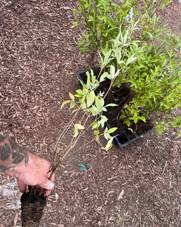 Vitex Chaste Tree β Live Plant (Vitex agnus-castus) β Lilac Chasteberry Tree β Fast-Growing, Fragrant Flowering Shrub