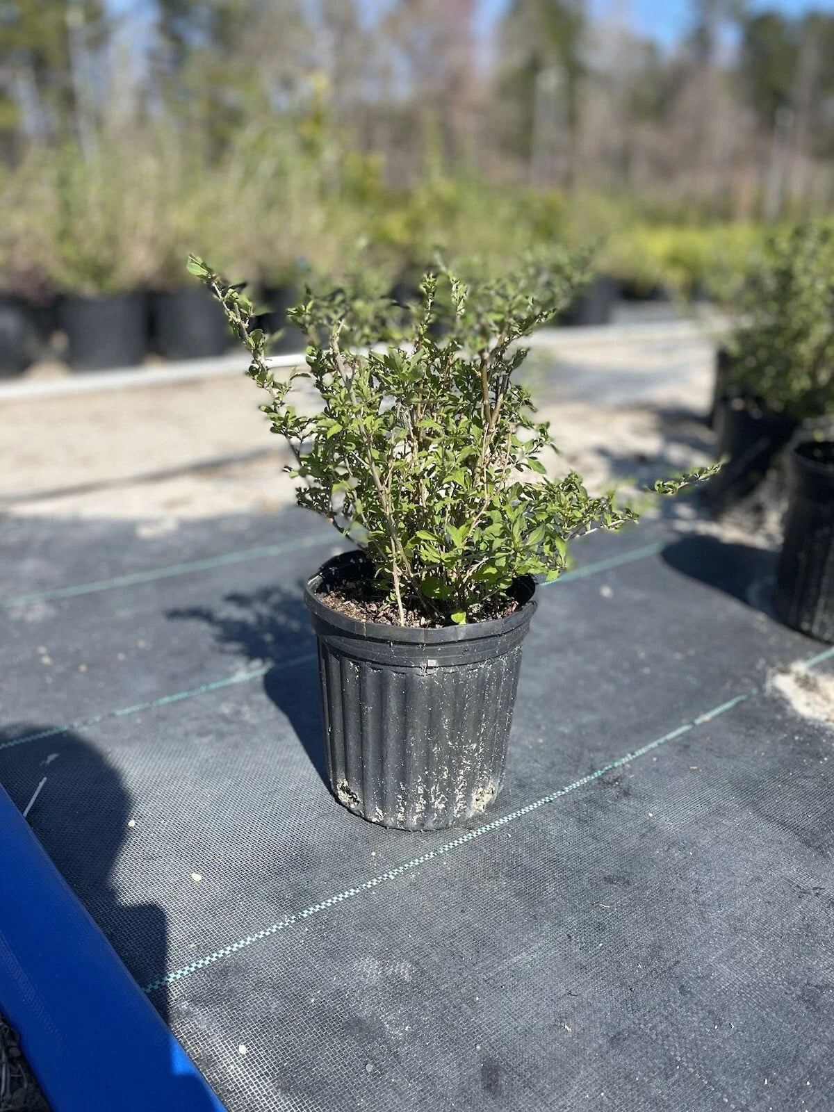 Live Goji Berry Plant β Lycium barbarum in 6β Pot, Mature Starter, Superfruit Bush, Fast Growing, Cold Hardy, Edible Berries