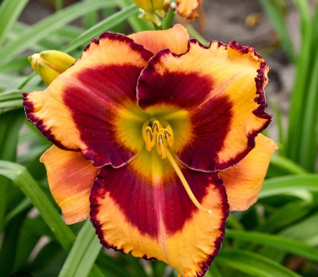 Daylily Plant - Fool Me Variety - Colorful Perennial Flower - Hemerocallis 'Fooled Me' - 1 Plant
