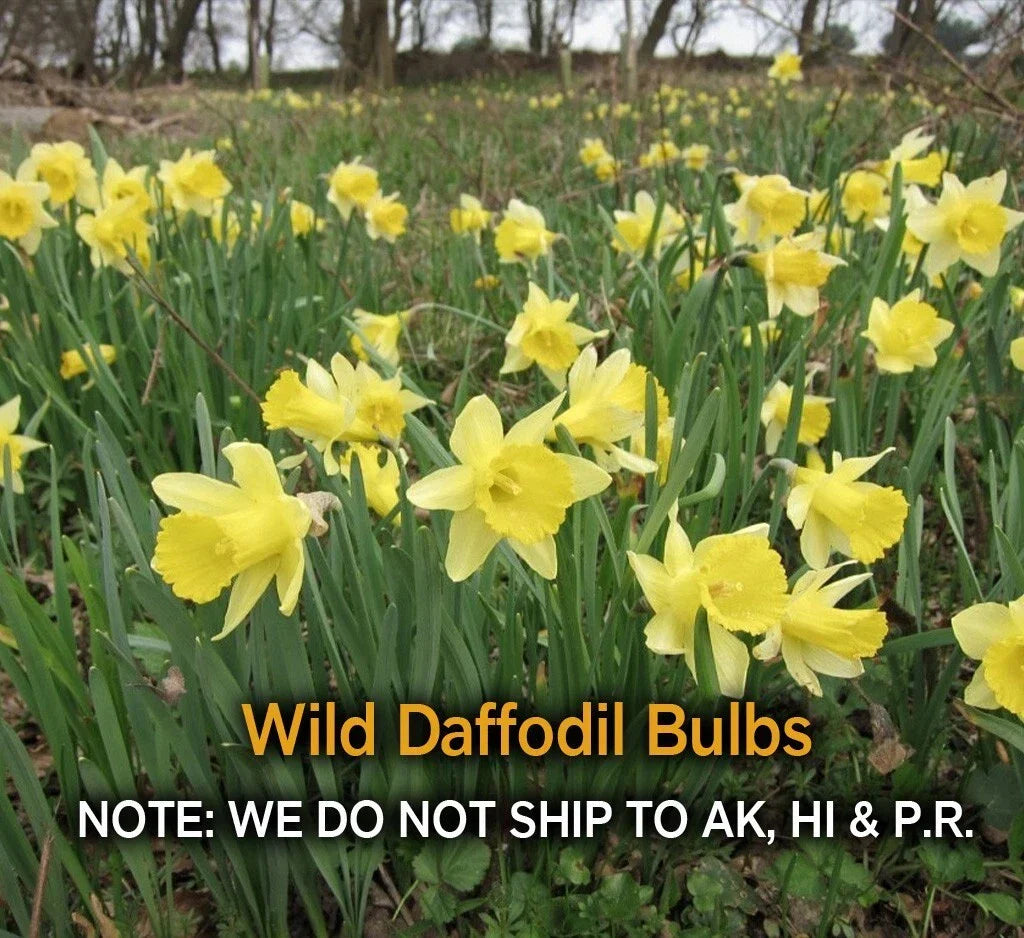 Wild Daffodil Bulbs – 25 Pack, Lent Lily, Narcissus pseudonarcissus, Spring Blooming, Naturalizing, Zones 3–10