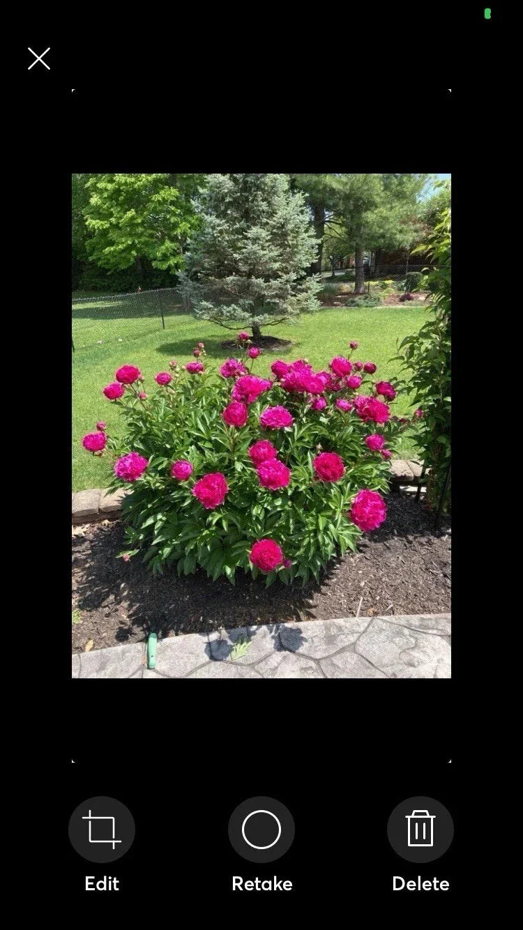 Peony Plant - Bare Root Pink Double Petal - Paeonia lactiflora 'Sarah Bernhardt' - Garden Flower, Perennial, Cut Flower, Pollinator Friendly