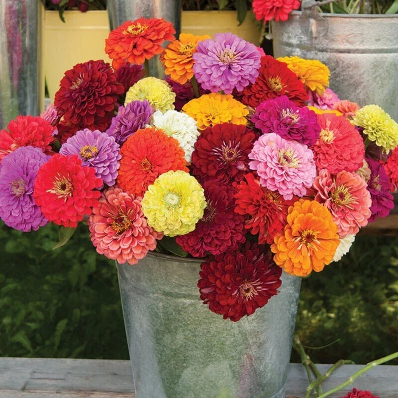 Benary Mix Zinnia Seeds - 100+ Pack for Garden, Zinnia elegans, Vibrant Colors, Attracts Pollinators, USA Grown, Free Shipping