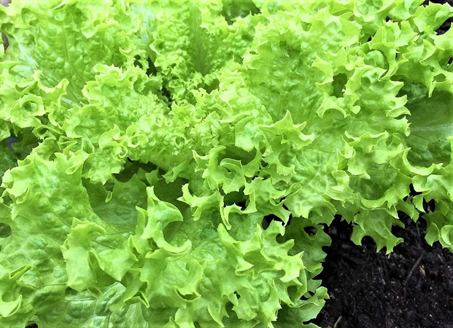 Endive Seeds Pack of 500+ Green Curled Ruffec Cichorium endivia Heirloom Vegetable Garden Seeds
