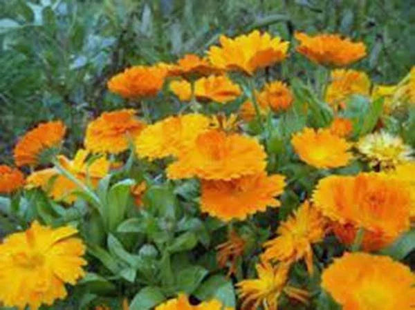 Calendula Seeds - 1000+ Vivid Golden Flowers - Calendula officinalis, Easy to Grow, Pollinator Attracting, Non-GMO, Garden, Flower Bed