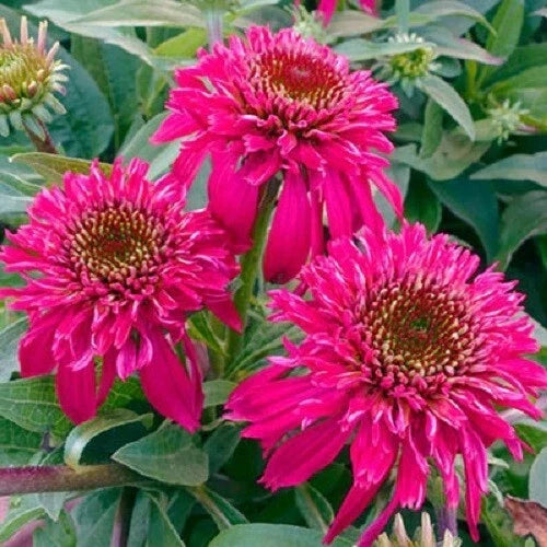 50 Raspberry Coneflower Seeds - Echinacea purpurea Perennial Flower for Garden, Borders, Pollinator Attractant