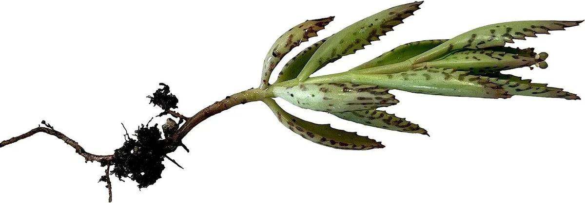 Kalanchoe Plant Cutting | 2" Succulent | Kalanchoe spp. | Easy Care, Drought-Tolerant, Indoor/Outdoor Greenery