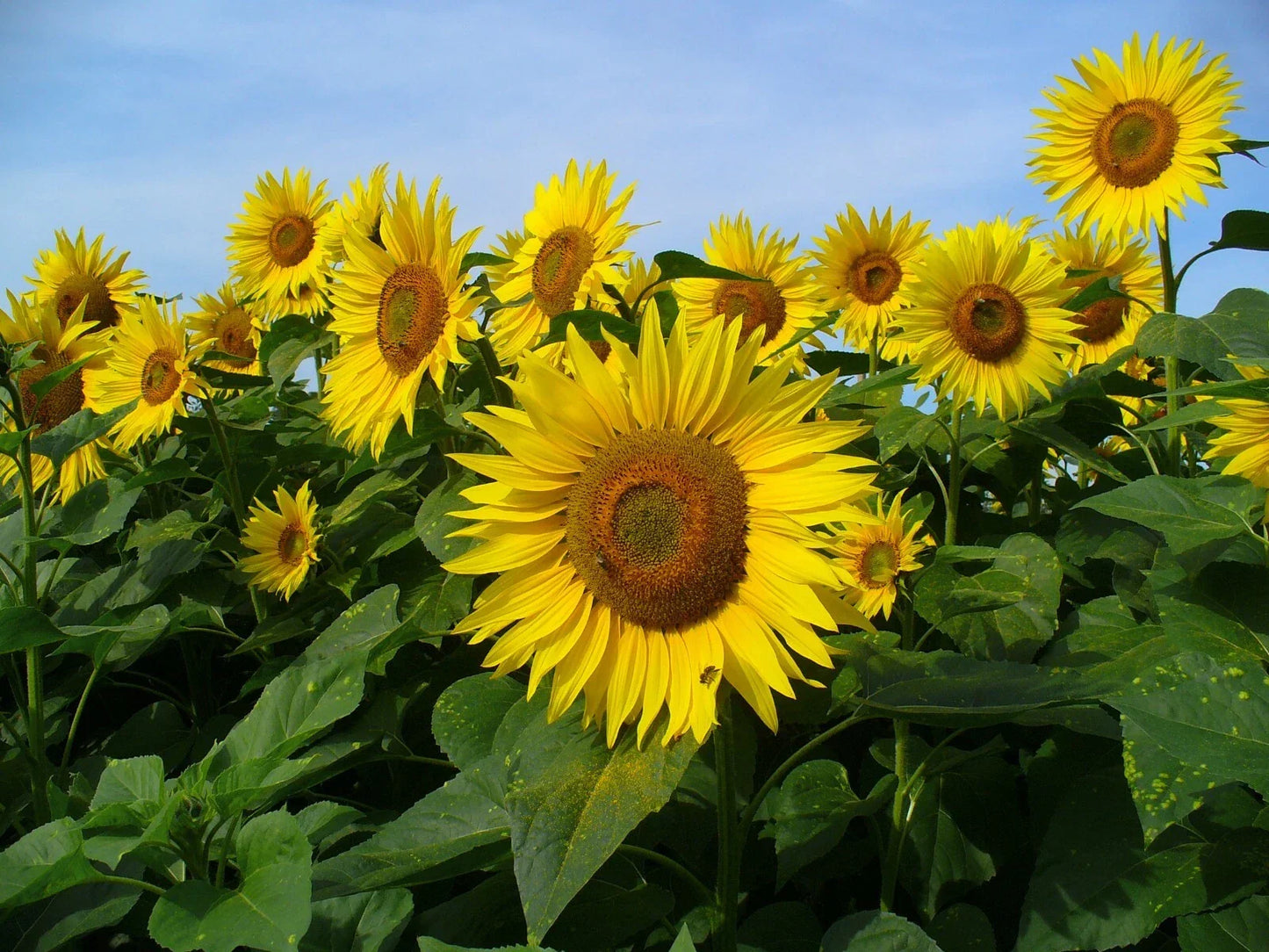 Sunflower Seeds Pack of 30 Mammoth Grey Stripe Helianthus annuus Giant Flowering Seeds for Garden, Attract Pollinators